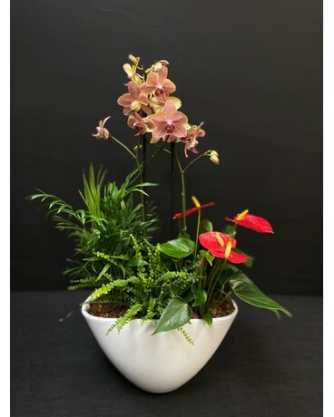 Tropical Mixed Planter Plant