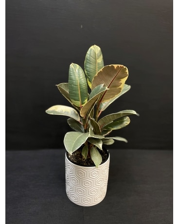 6 inch Rubber Plant in ceramic pot Plant