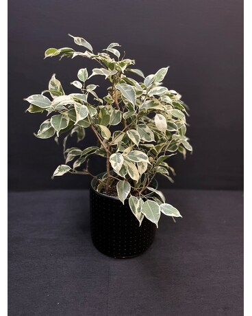Ficus Benjamina Plant