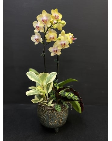 Raised Orchid & Succulent planter Plant