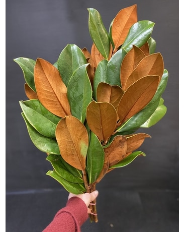 Magnolia Leaves Flowers
