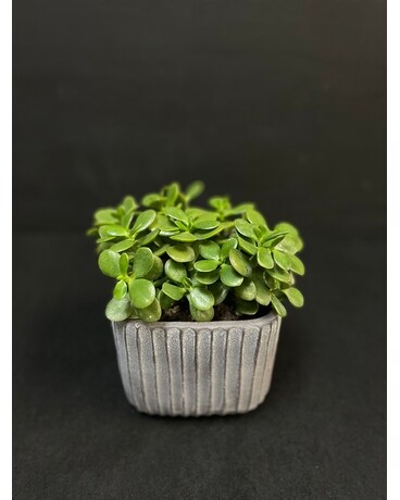 Crassula Jade Plant
