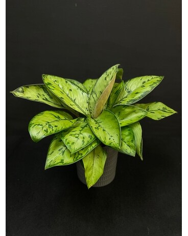 Homalomena Selby Plant
