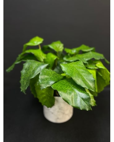 Calathea “Network” Plant