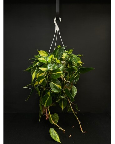 Philodendron Brasil Plant