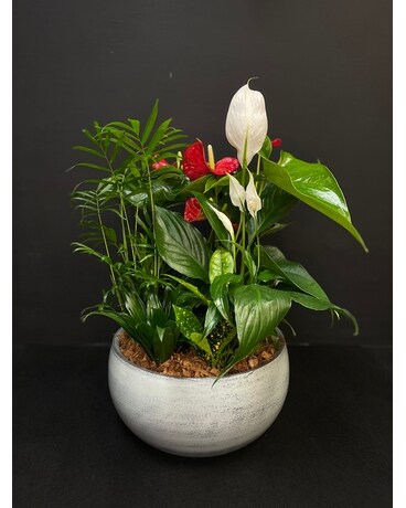 Blue Mist Tropical Planter Plant
