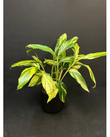 Variegated Shell Ginger Plant