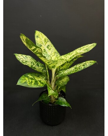 Dieffenbachia Perfection Plant