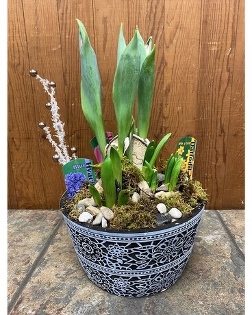 Bulb Planter in Round Decorative Container Plant
