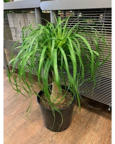 10in ponytail palm Plant