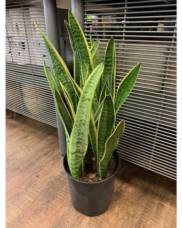 10in sansevieria - Laurentii (snake plant) Plant