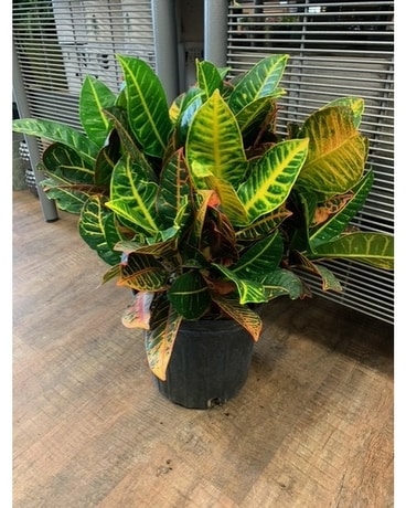 10in croton petra Plant