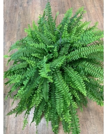 10 Inch Boston Fern Plant