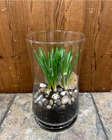 Mini Bulb Terrarium Plant