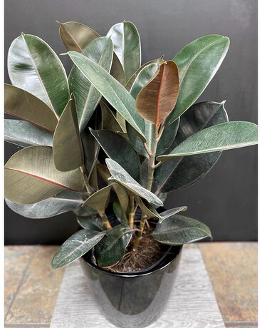 10 in Rubber Plant in Neutral Decorative Container Plant