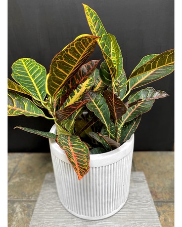 10 Inch Croton Plant