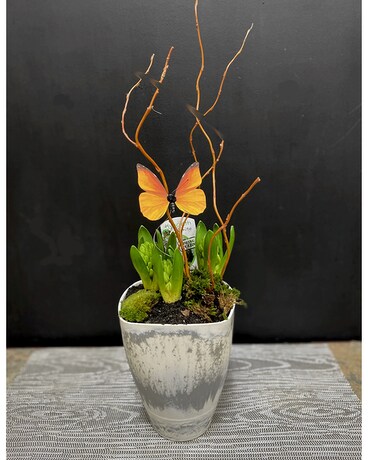 3x Hyacinth Planter Plant
