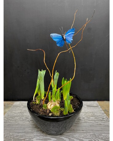 Mixed Bulbs in Ceramic Container Plant