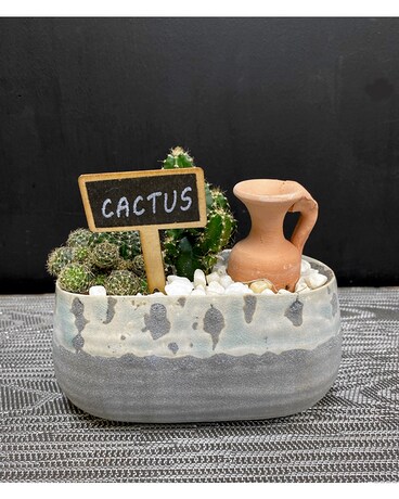Small Cactus Planter Plant