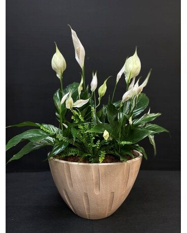 Peace Lily Planter Plant