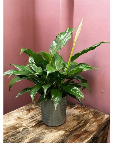 Peace Lily in Decorative Container Flower Arrangement