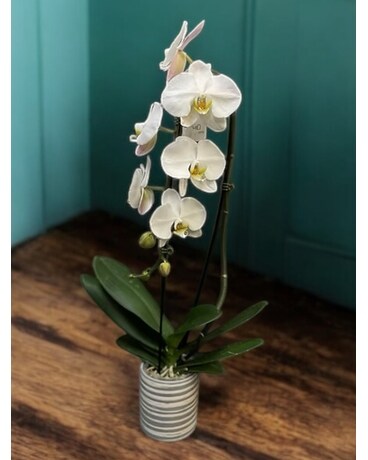 Single Waterfall Orchid - white Flower Arrangement