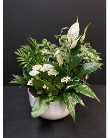 White Tropical Planter Plant