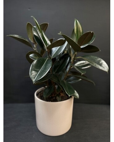 10 inch Rubber Plant in Decorative Container Plant