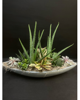 Succulent Boat Planter Plant