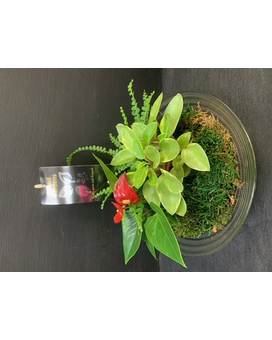 Tropical Bowl - Small Plant