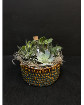 Teal Round Succulent Planter Plant
