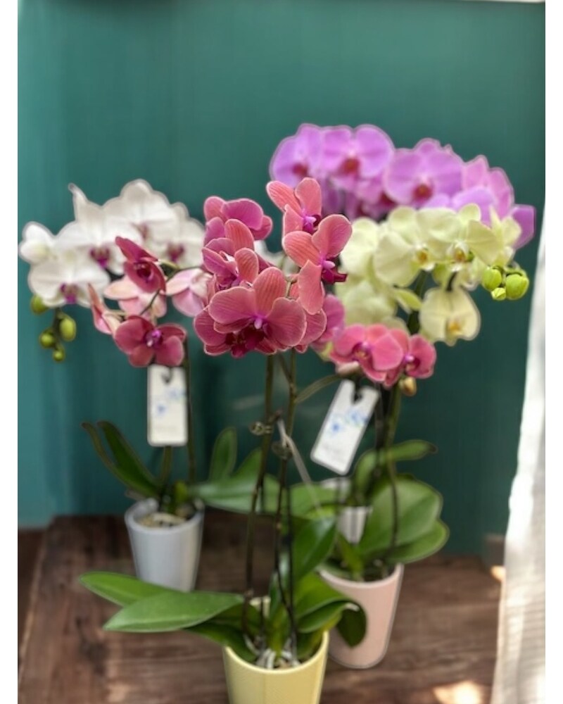 Double Spike Orchid in Ceramic in Belleville ON - Live, Love and