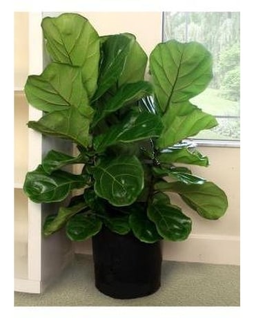 Fiddle Leaf Fig Plant 413 Fiddle Leaf Fig Plant 413
