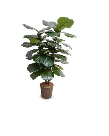Fiddle Leaf Fig Plant Plant