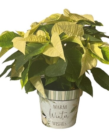 Warm Winter Wishes - White Poinsettia Plant