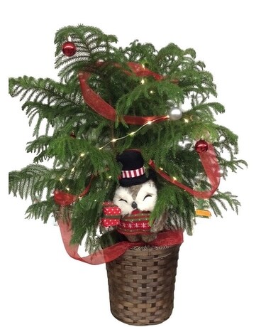 Owl about Christmas Norfolk Pine. Plant