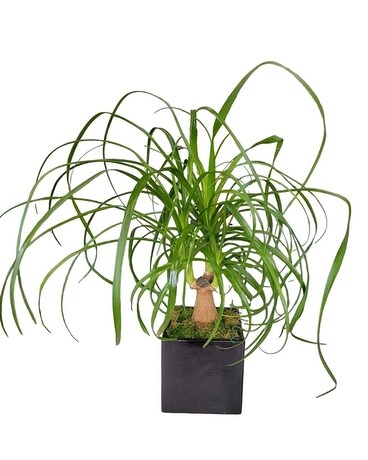 Ponytail Palm Cube Plant