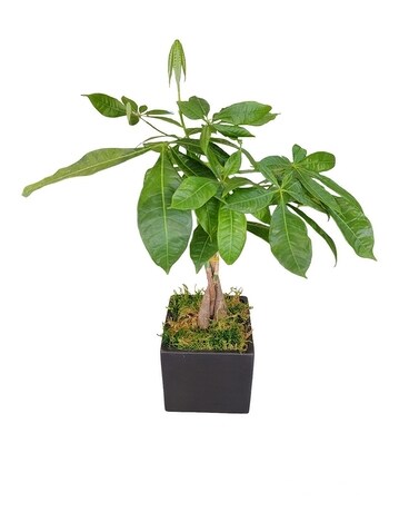 Money Tree Cube Plant