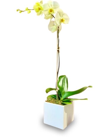Orchid Plants - 458 Plant