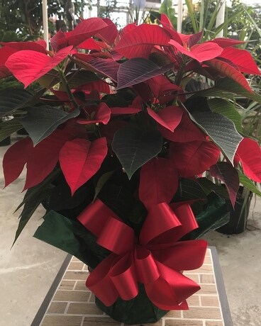 Poinsettia Plant Plant