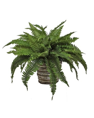 Boston Fern Plant