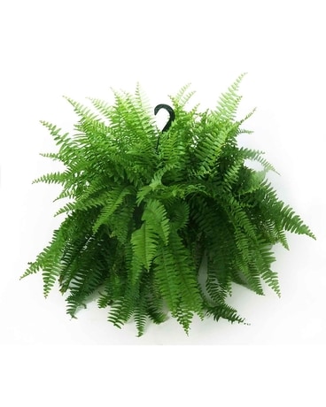 Boston Fern Hanging Basket Plant