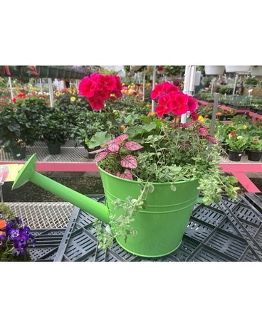 Water Can Planter Plant