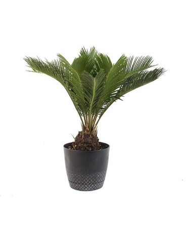 Sago Palm Plant