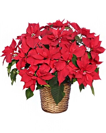 Red Poinsettia Plant