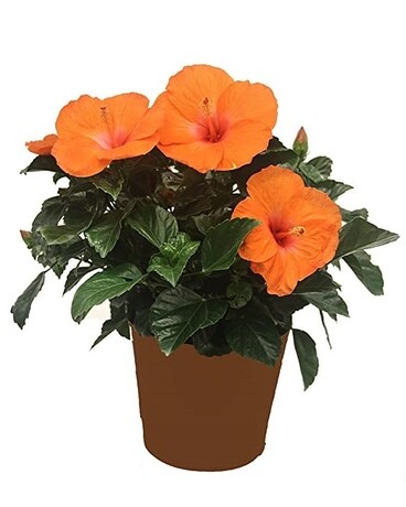 Hibiscus