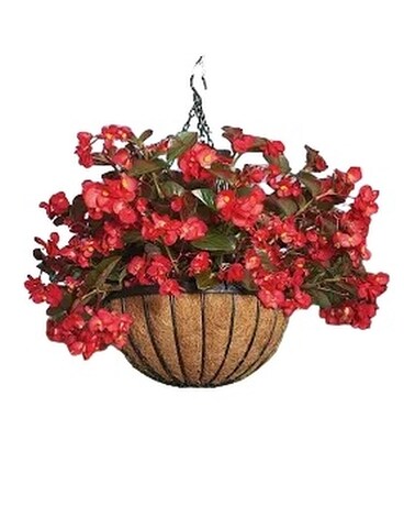 Begonia Hanging Baskets Flower Arrangement