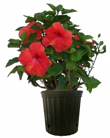 Hibiscus Bush Plant