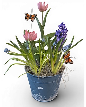 air plant seed Wholesale