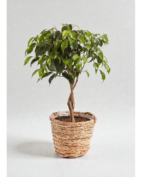Ficus Tree